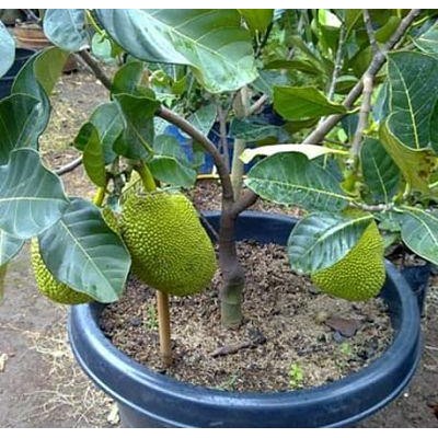 Bibit pohon buah nangka mini - Tanaman buah nangka mini