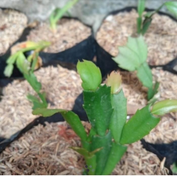 

Tanaman hias bibit Wijaya Kusuma kepiting bunga orange