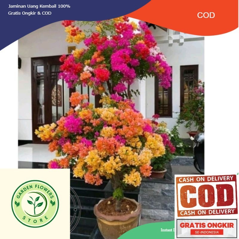 Tanaman Hias Bugenvil Bunga Kertas Bunga Hidup Bugenvil kertas / Bunga Hidup Bugenvil kertas