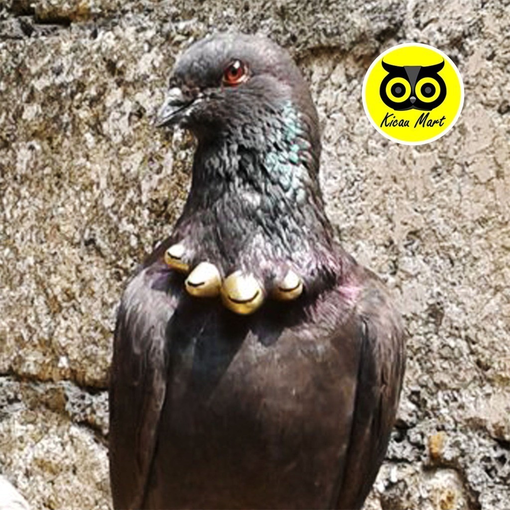 RB22 KICAU MART SAWANGAN MERPATI KALUNG 3 LUBANG NYARING TINGGI SAWANGAN BURUNG MERPATI DARA