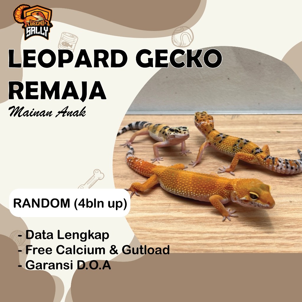 RB22 Mainan Anak Leopard Gecko Remaja Random / GECKOSALLY