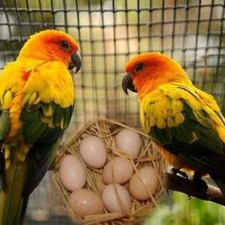 Baru.. Vitamin Ternak Burung Lovebird Falk Maxx Breeding Parrot