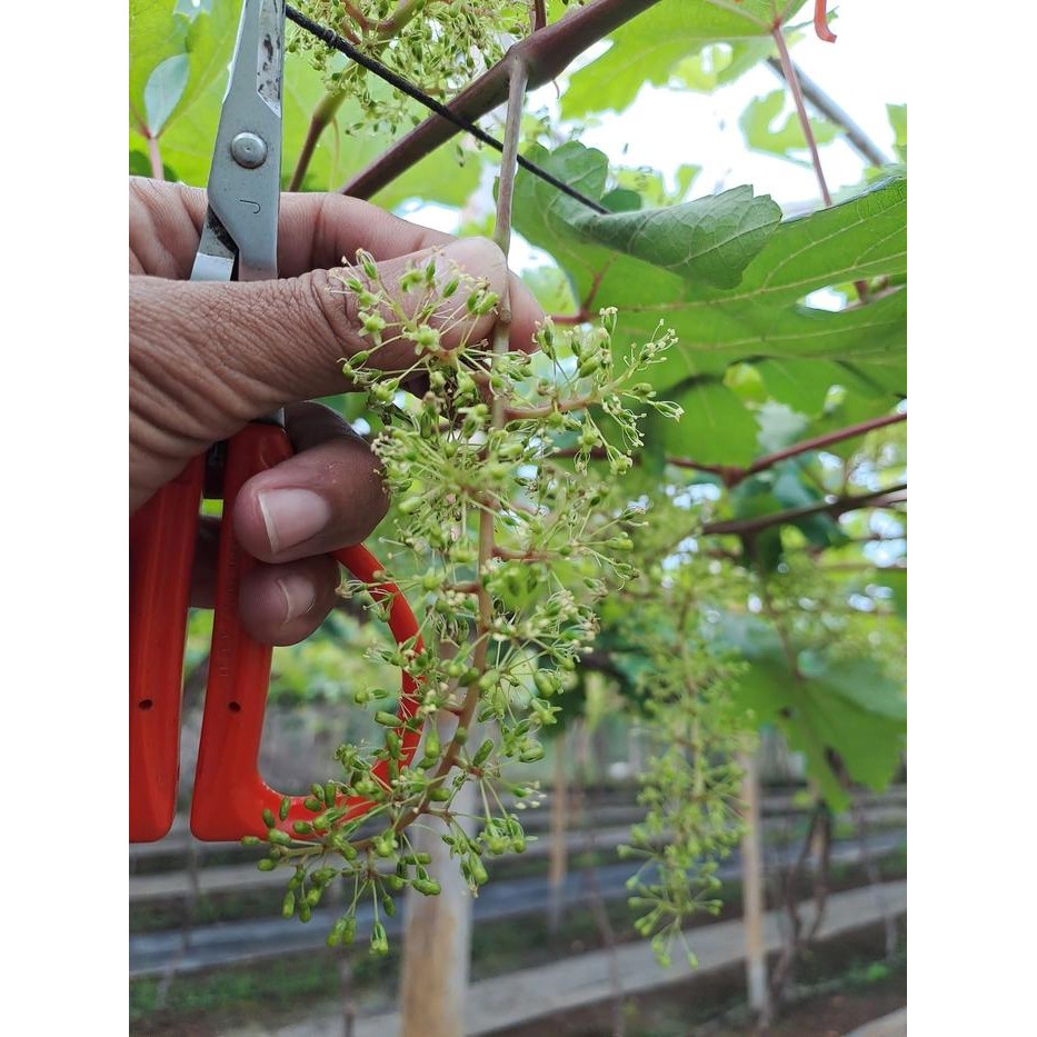 Pupuk anggur mrG(GA3) Tanaman Anggur Bunga