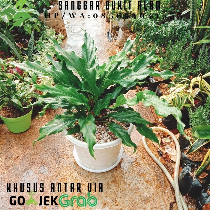 tanaman hias anthurium gelombang cinta besar PLUS pot dan tatakan Kode 1026