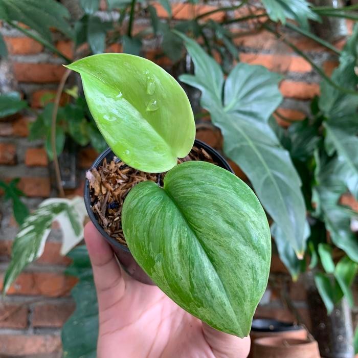 Terlaris Scindapsus Moonlight Variegata (Include Pot + Media Tanam)