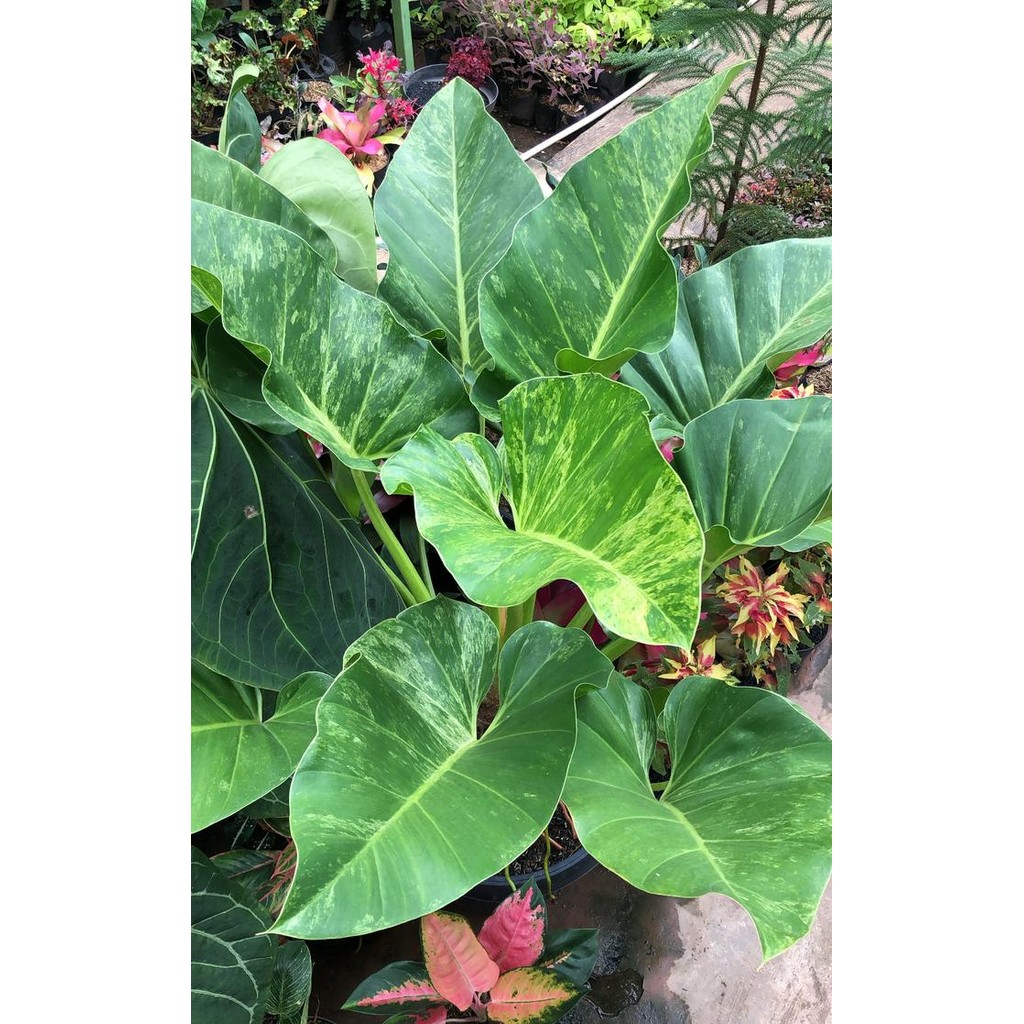 Terlaris Philo Marble Variegata