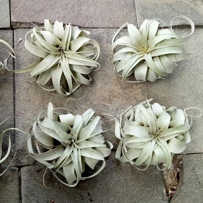 Terlaris Tillandsia Xerographica