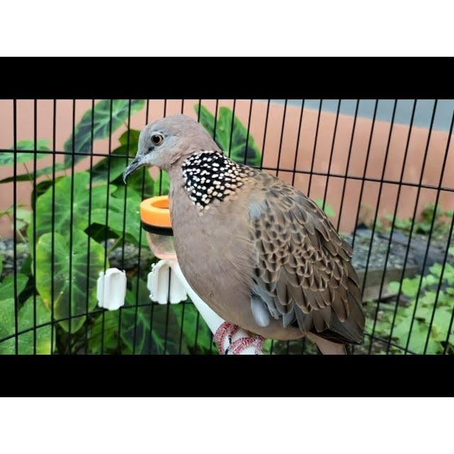 Burung Tekukur Dewasa Jantan Rajin Bunyi Gacor