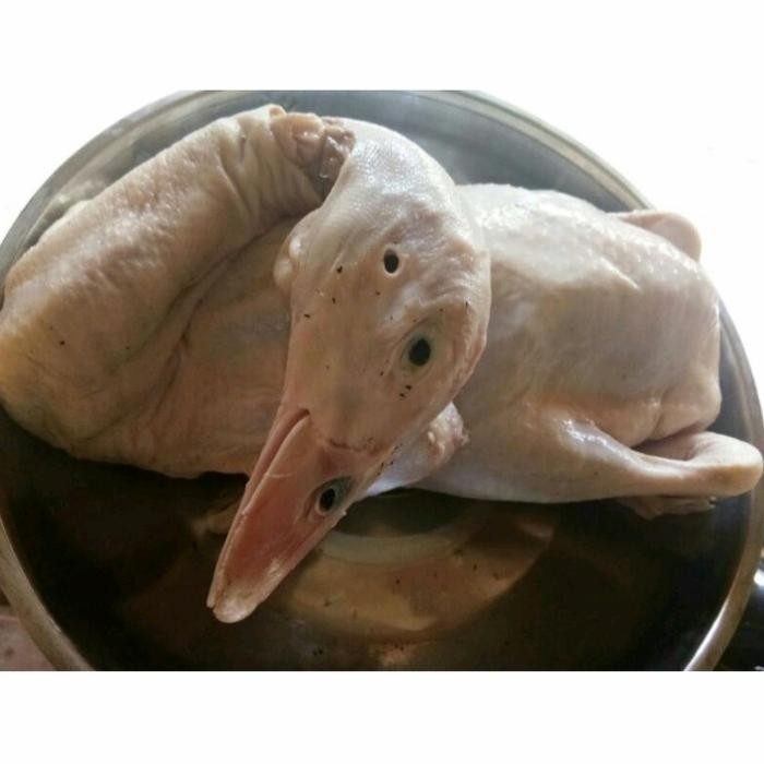 

bebek hibrida 1.5