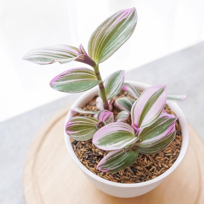TRADESCANTIA NANOUK / FLUMINENSIS + POT