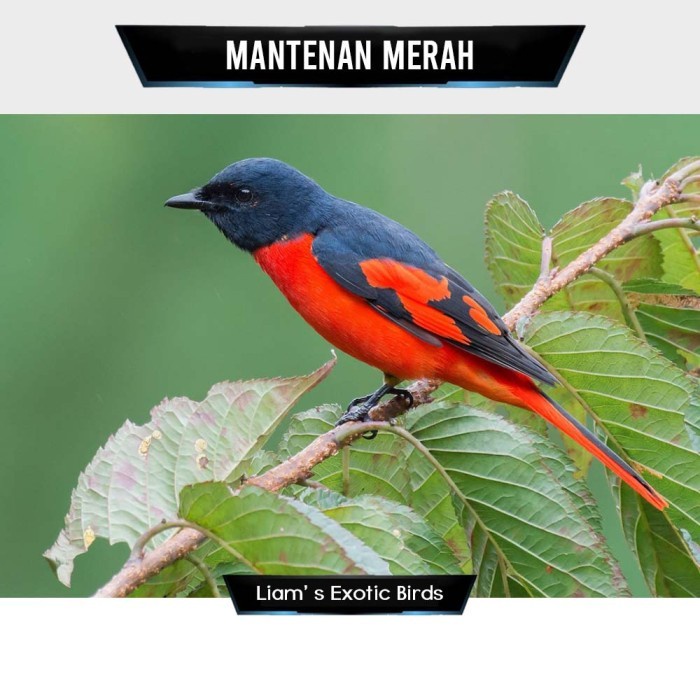 Burung Mantenan Merah Besar Pilihan