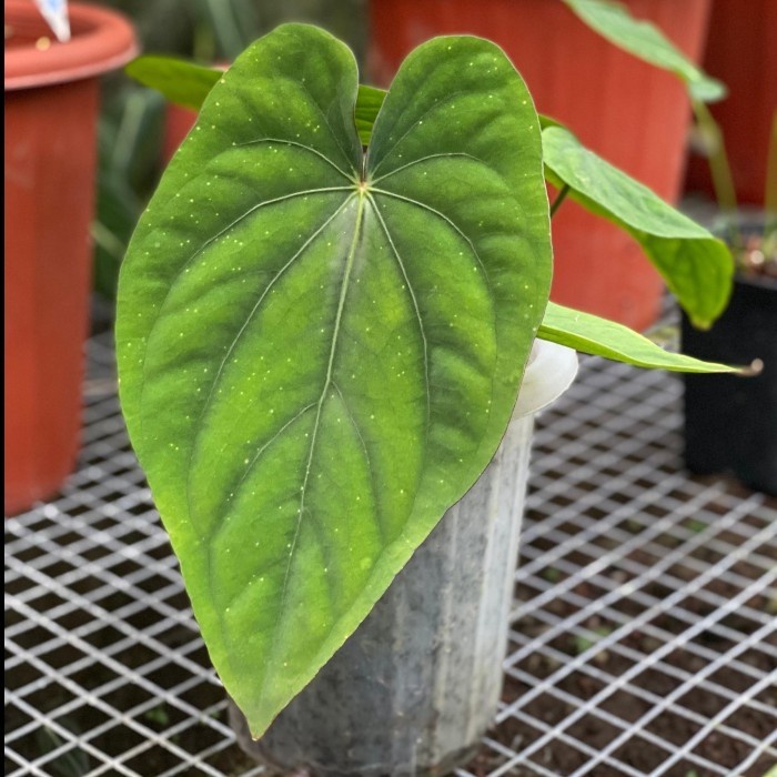 Anthurium Dressleri Panama