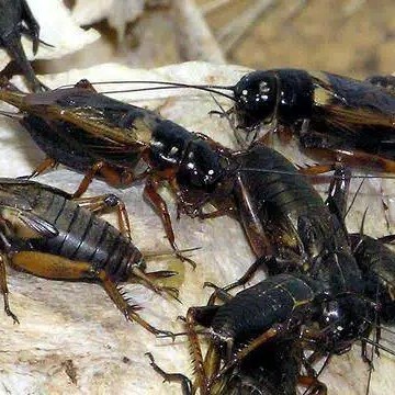 Jangkrik Hidup Hasil Ternak Karungan 1 Kg