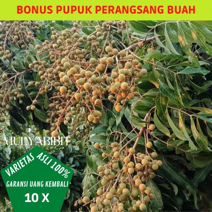 Super Bibit Tanaman Kelengkeng Itoh Unggul- Bibit Lengkeng Itoh Asli