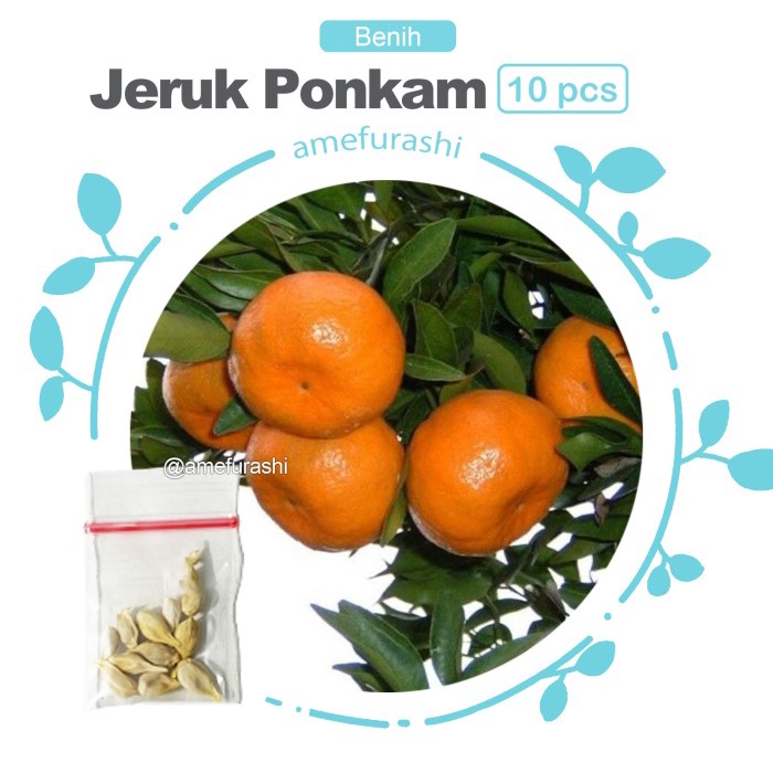 Bibit / / Seeds Buah Jeruk Mandarin Ponkam Orange Fruit PREMIUM