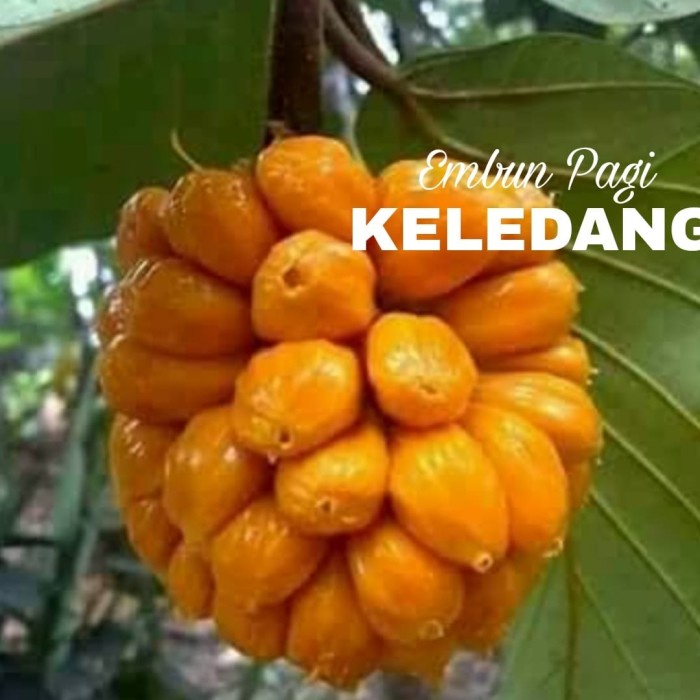 Bibit Pohon Buah Keledang Khas Kalimantan Langka PREMIUM