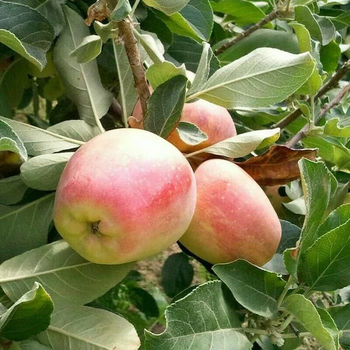 Bibit Tanaman Buah Apel Anna Berbunga at Berbuah PREMIUM