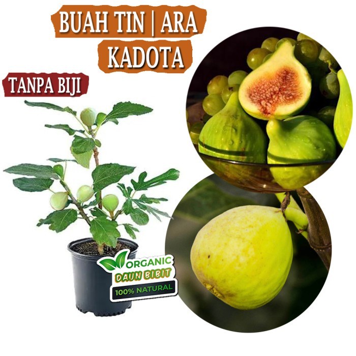Bibit Buah Tin Kadota Buah Ara Kadota SBB13 PREMIUM