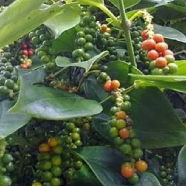 Bibit Buah Lada Merica Perdu Stek PREMIUM
