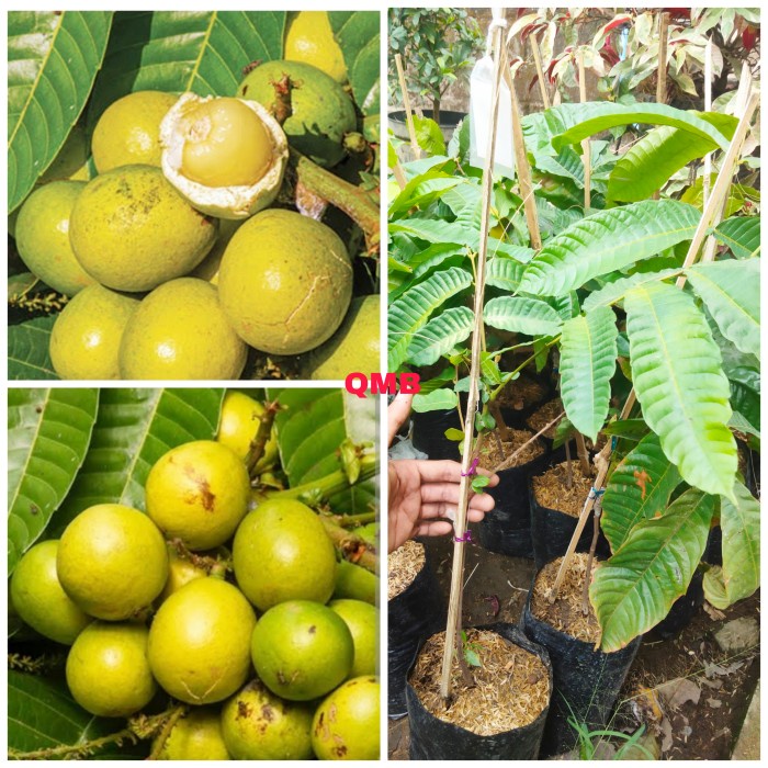Bibit buah matoa kuning sambung PREMIUM