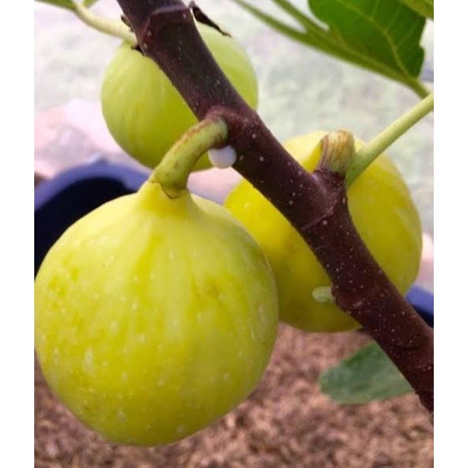 bibit buah tin cangkok kuning jumbo jenis langka YELLOW GIANT KHASI PREMIUM