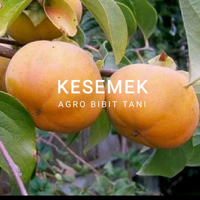 Bibit Tanaman Buah Kesemek-Bibit Pohon Kesemek Super PREMIUM