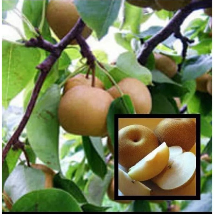 Bibit Buah Pir Kuning Cangkok kondisi berbunga PREMIUM