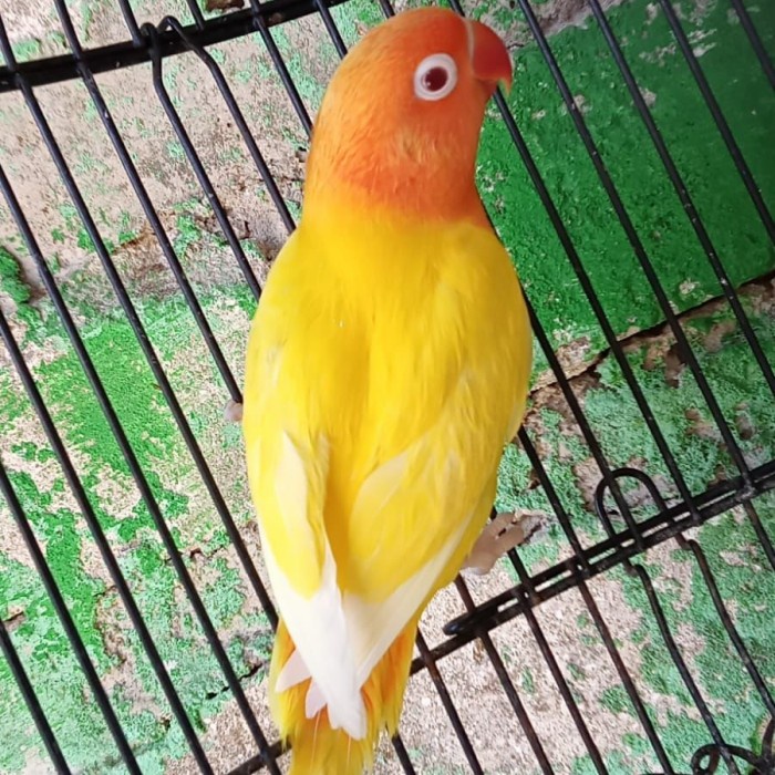 Terbaru Lovebird Lutino Mata Merah