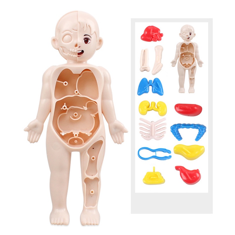 Kid Montessori 3D Puzzle Human Body Anatomy Model Educational Learning Organ Assembled Toy Body