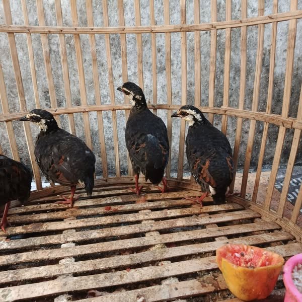 Sale Terbatas Burung Puyuh Gonggong Muka Putih Pilihan Aman