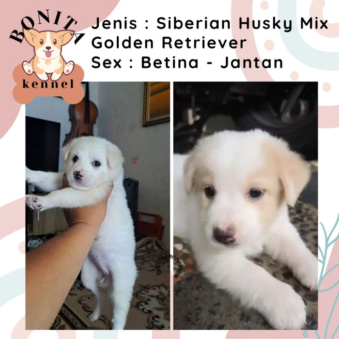 Sale Terbatas Siberian Husky Mix Golden Retriever Anak Anjing Husky Golden Aman
