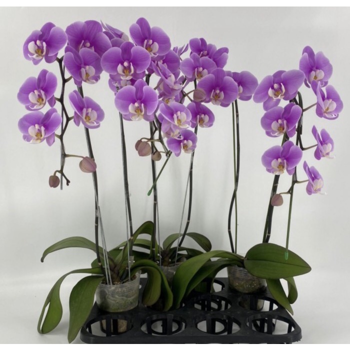 Bunga Anggrek Bulan 1 Tangkai Anggrek Bulan / Include Vas