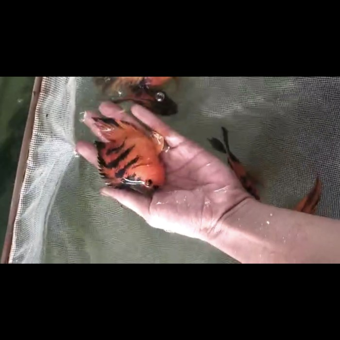 Kingkong parrot tiger no Tail 8-10cm ( langkah )