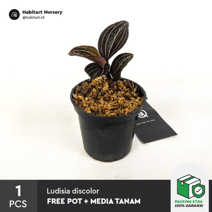 New Habitart - Jawel Orchid Ludisia Discolor Tanaman Hias Terrarium / Paludarium / Vivarium Ready