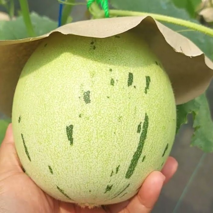 New Bibit Benih Biji Buah Melon Dalmatian Hidroponik F1 Ready