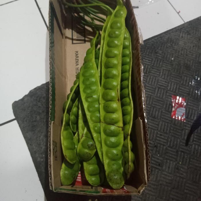 

10 papan petai super panjang sudah tua Organik