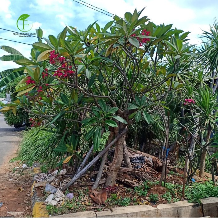 Tanaman Hias Kamboja Bali Bunga Merah Kecap / Kamboja Bali Bunga Merah Kecap Tinggi 1,5 Meter