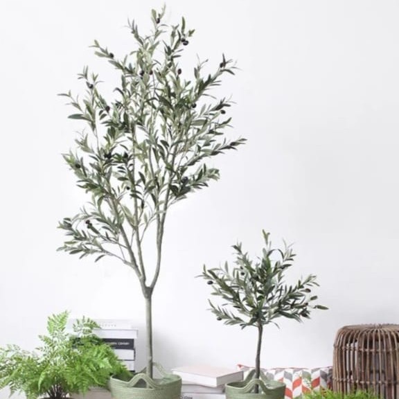 pohon olive jaitun Prancis tinggi 130 cm /pohon asli jaitun pohon indoor cantik