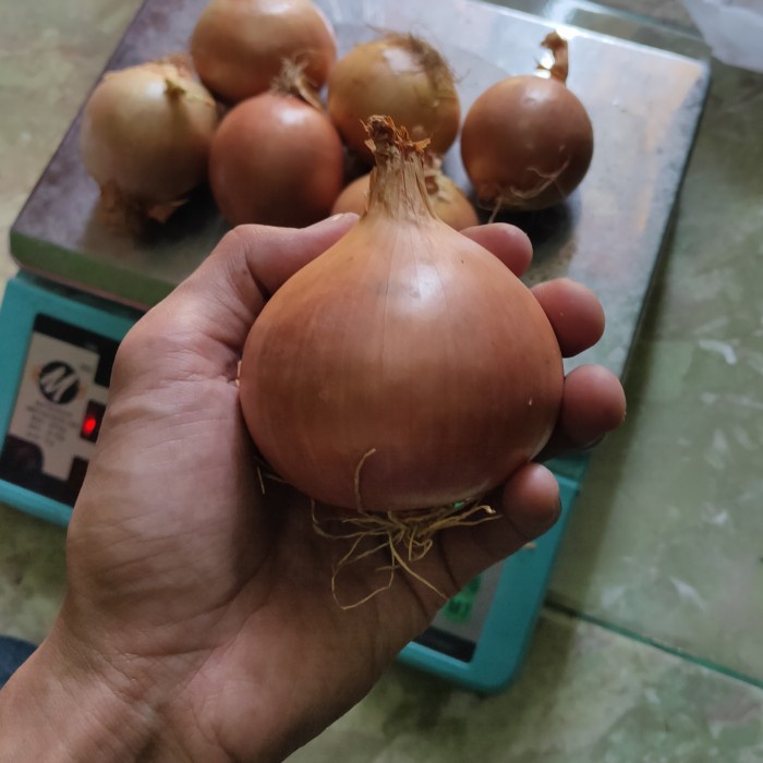 

Sale! Bawang Bombay Besar