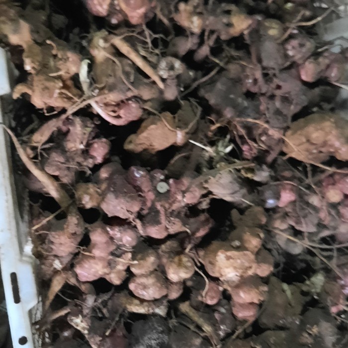 bibit umbi(rimpang) yacon/yakon 1kg