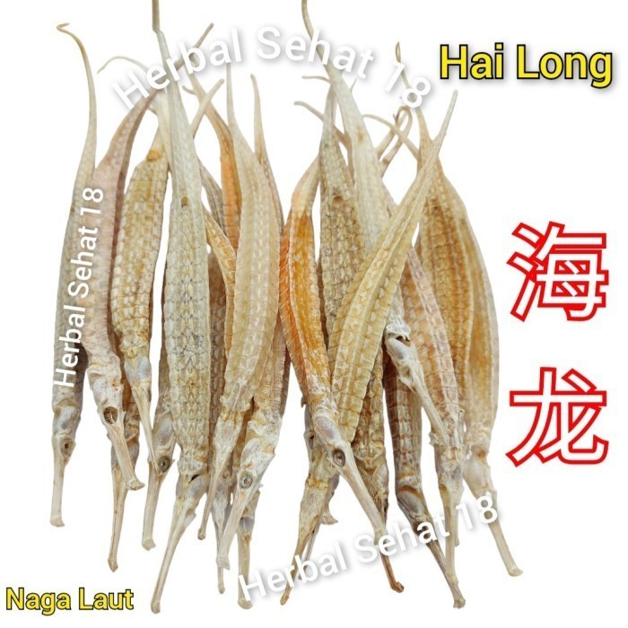 

100 gram Hai Long Hai Lung Naga Laut Kering Syngnathus Acus
