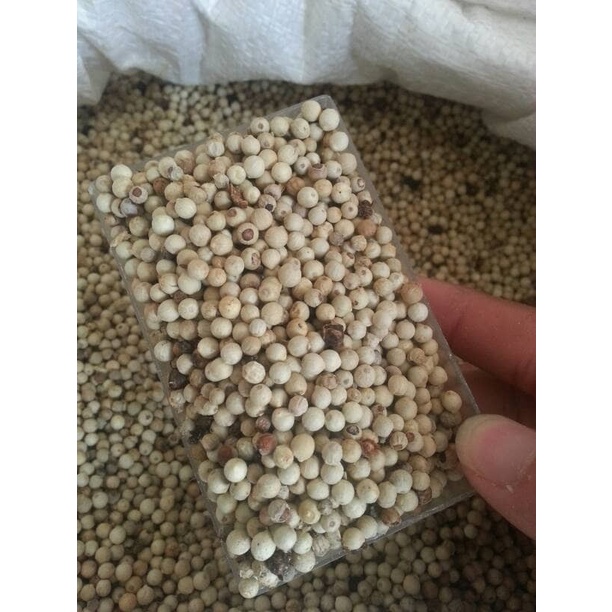 

Lada Putih Bangka. Kualitas Bagus, Bebas Dari Bahan Kimia/Pemutih Best Seller