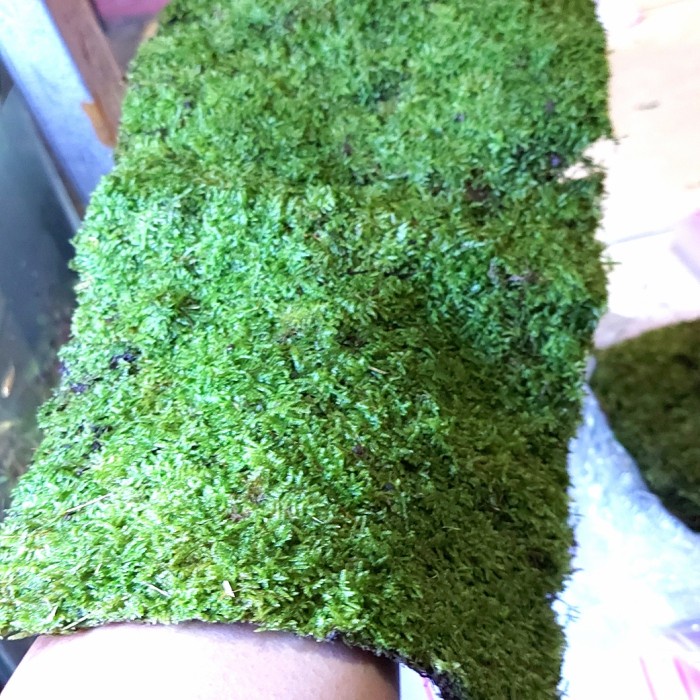 Promo Gila PROMO Moss weeping mini clump padat aquascape per mika beli 5 gratis 1