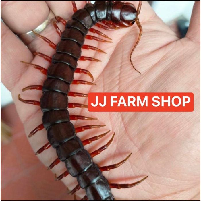 Promo Gila Kelabang hidup pakan arwana arowana lipan hidup MERAH garansi 12-16cm