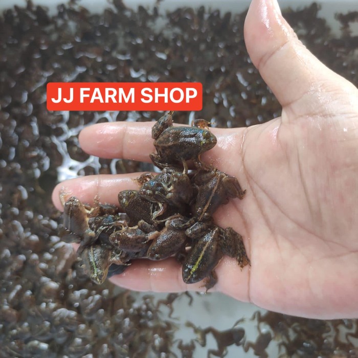 Promo Gila Kodok air pakan arwana predator size 2-4cm kurleb kodok air hidup FRES