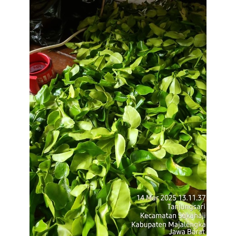 

daun jeruk purut daun jeruk.jeruk angka 8 harga per 1kg