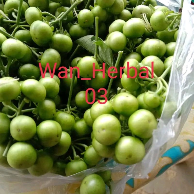 

Buah leunca segar 1kg lalapan khas sunda