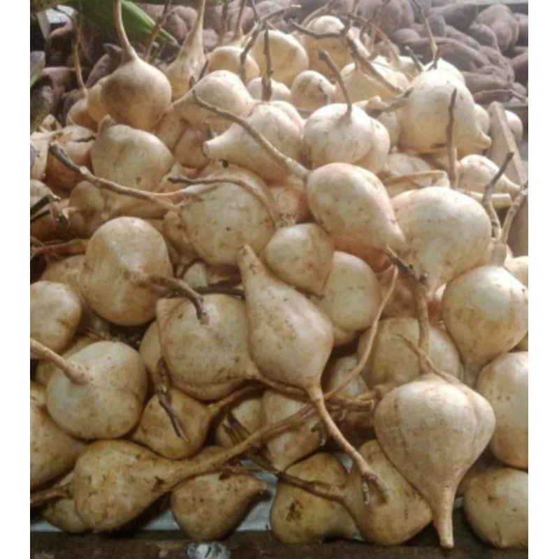 

RUJAKAN CAMPUR ISI 1KG (BANGKUANG.KEDONGDONG.MANGGA MUDA)