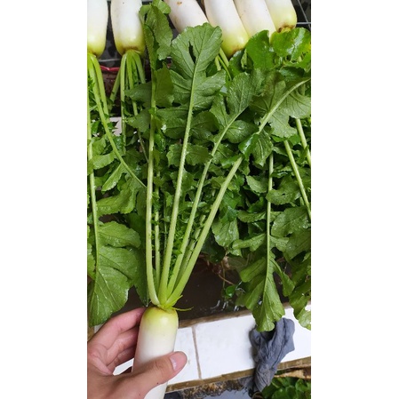 

Daun lobak putih fresh dipetik dadakan