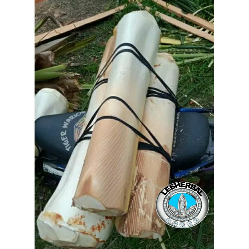 

humbut/umbut kelapa segar 1kg untuk disayur